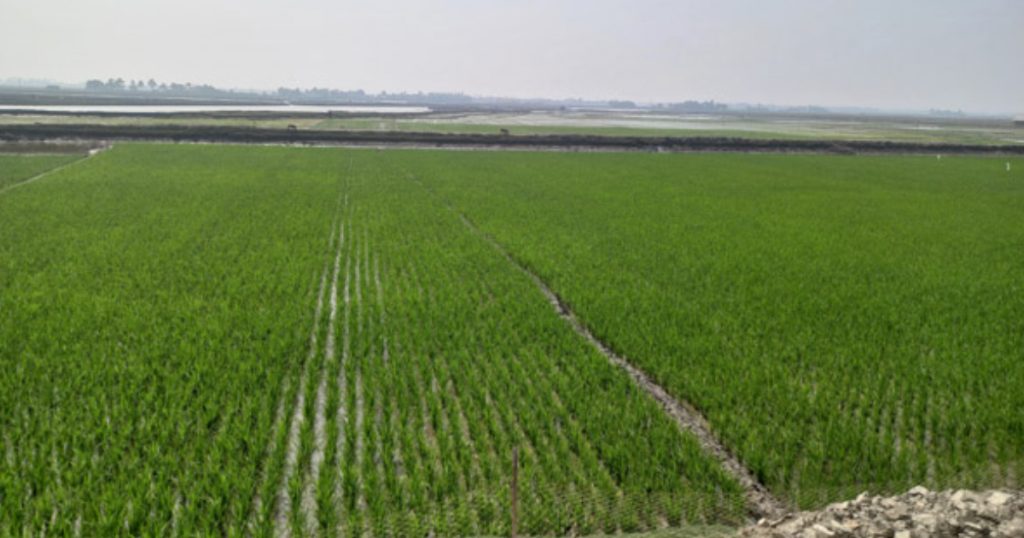 বৃষ্টি অভাবে খুলনায় ফসল আবাদে নদীর পানি ব্যবহার