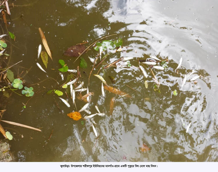 মাছের সাথে এ কেমন শত্রুতা!