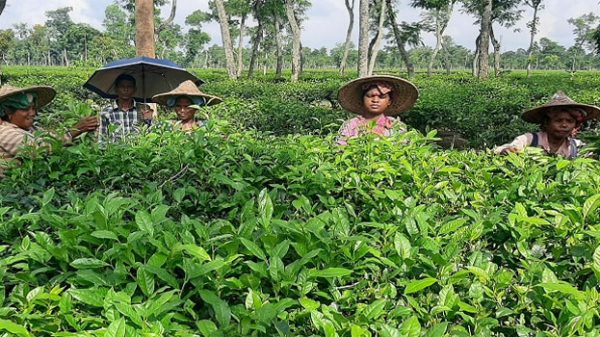 ২০দিন পর মৌলভীবাজারের ৯২টি সহ দেশের ১৬৭টি বাগানে পূরোদমে সচল হলো