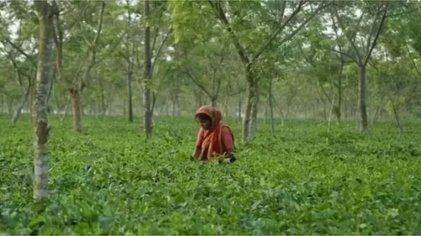 দেশের চায়ের উৎপাদন বাড়লেও রপ্তানি কমছে কেন