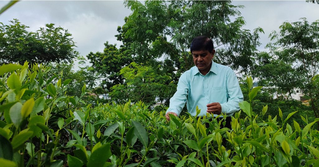 সিলেট কৃষি বিশ্ববিদ্যালয় ক্যাম্পাসের ভেতরেই মিনি চা বাগান