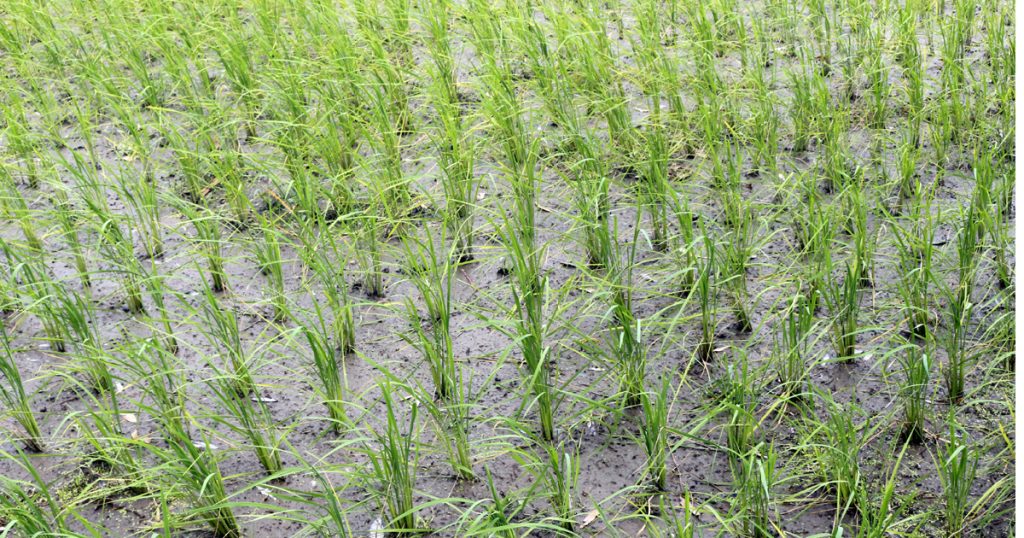 অনাবৃষ্টিতে আমন চাষ নিয়ে শঙ্কায় কৃষকরা