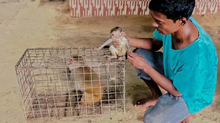 শ্রীমঙ্গলে বাচ্চাসহ বাদামি বানর উদ্ধার