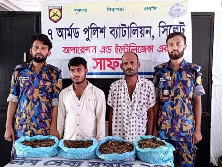 বিশ্বনাথে ৭ এপিবিএন সিলেট এর অভিযানে তিন কেজি গাজা সহ আটক ২