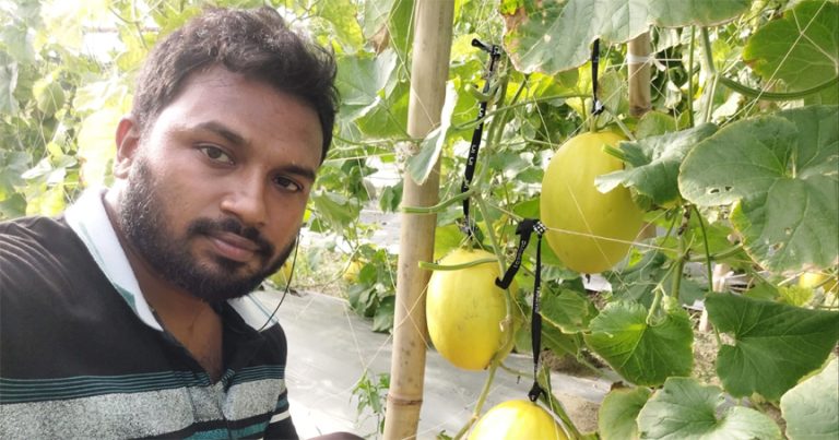 ‘সাম্মাম’ চাষে সফল ফয়সাল