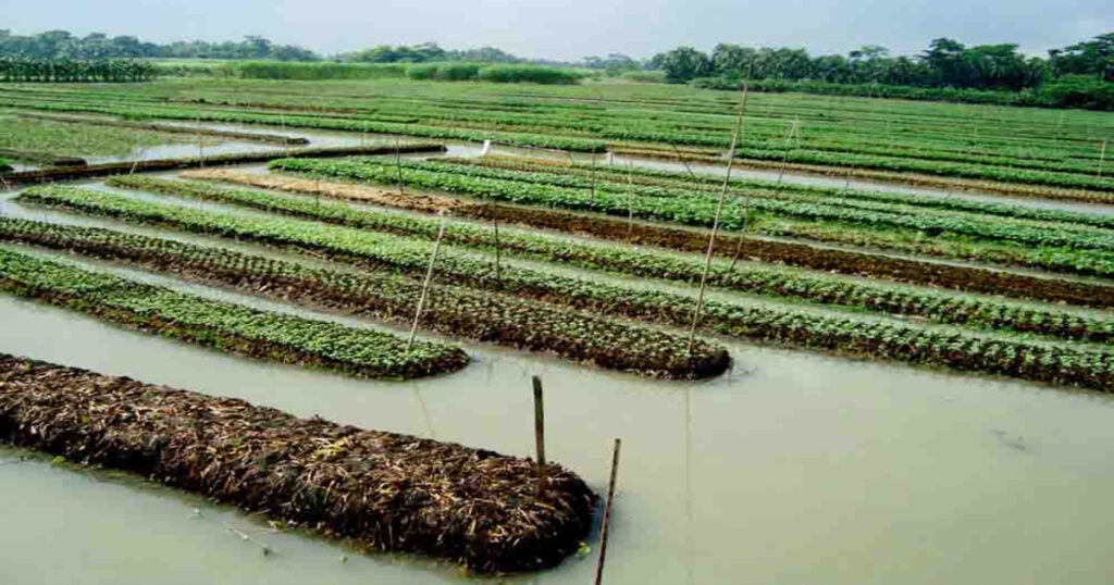 করোনা মহামারি এবং চড়া সুদের দাদনের কারণে বিপাকে পিরোজপুরের ভাসমান চাষীরা