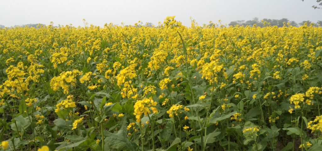 সরিষা ফুলের হলুদ হাসিতে রঙিন যশোরে দিগন্তজোড়া মাঠ