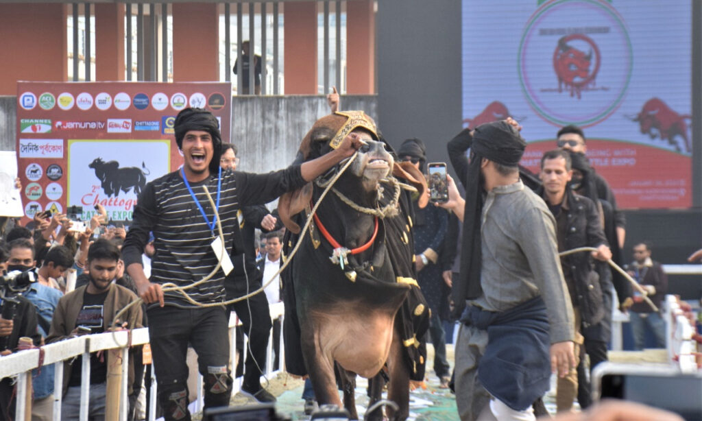 চট্টগ্রামে এবার গরু ফ্যাশন শো!