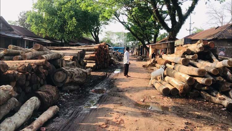 জুড়ী গুদাম রোড কাঠ ব্যবসায়ীদের দখলে, জন চলাচলে দূর্ভোগ