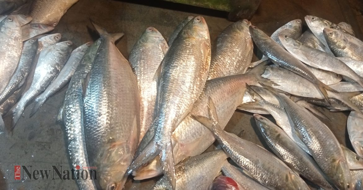 পুকুরে ধরা পড়ল ২০ ইলিশ