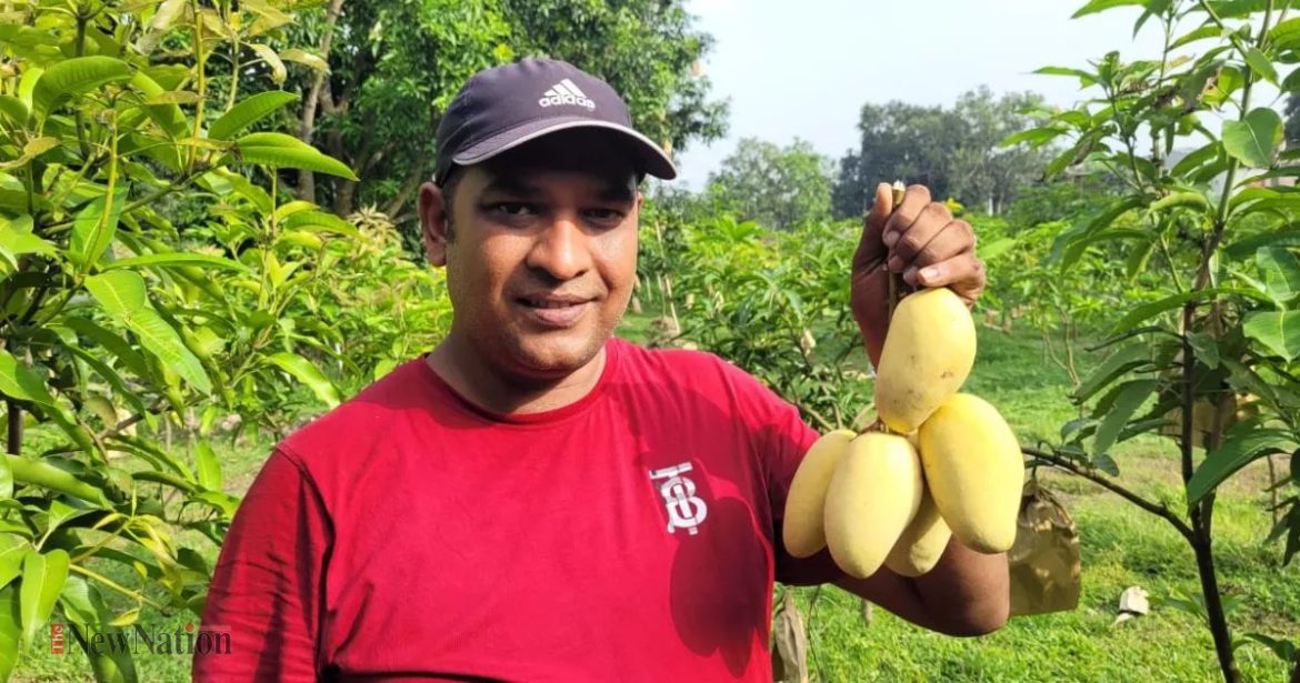 চাঁপাইনবাবগঞ্জে আল্ট্রা হাইডেনসিটি পদ্ধতিতে আম চাষে সফল শামীম