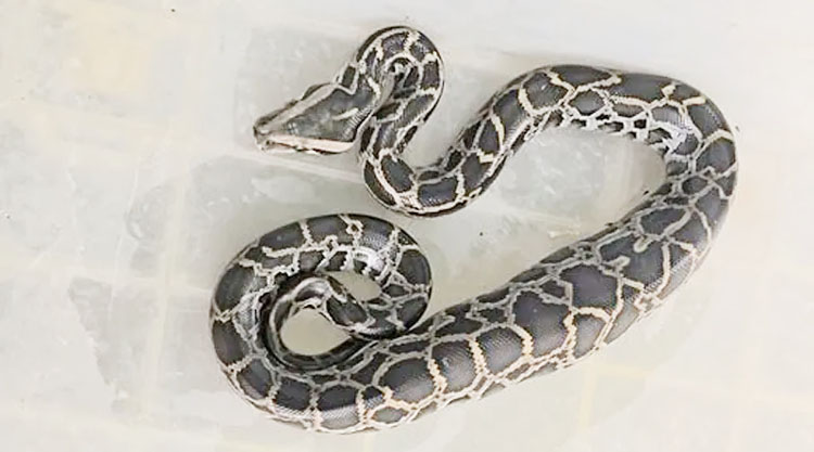 শ্রীমঙ্গলে গ্যাস পাইপের ভিতর থেকে অজগর উদ্ধার