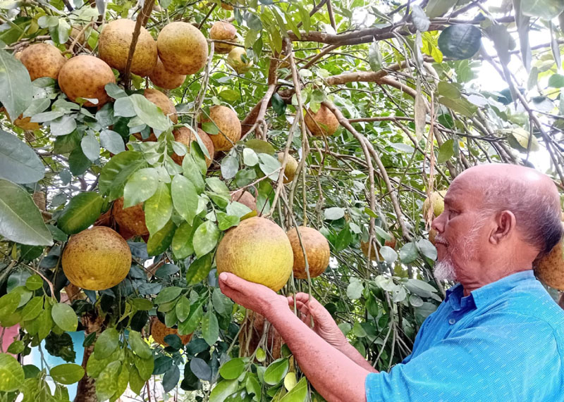 জুড়ীতে জাম্বুরার বাম্পার ফলন