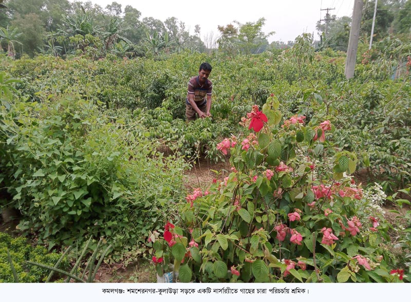 কমলগঞ্জের নার্সারী শিল্প: প্রকৃতিতে অক্সিজেন যোগানোর অদম্য কারখানা