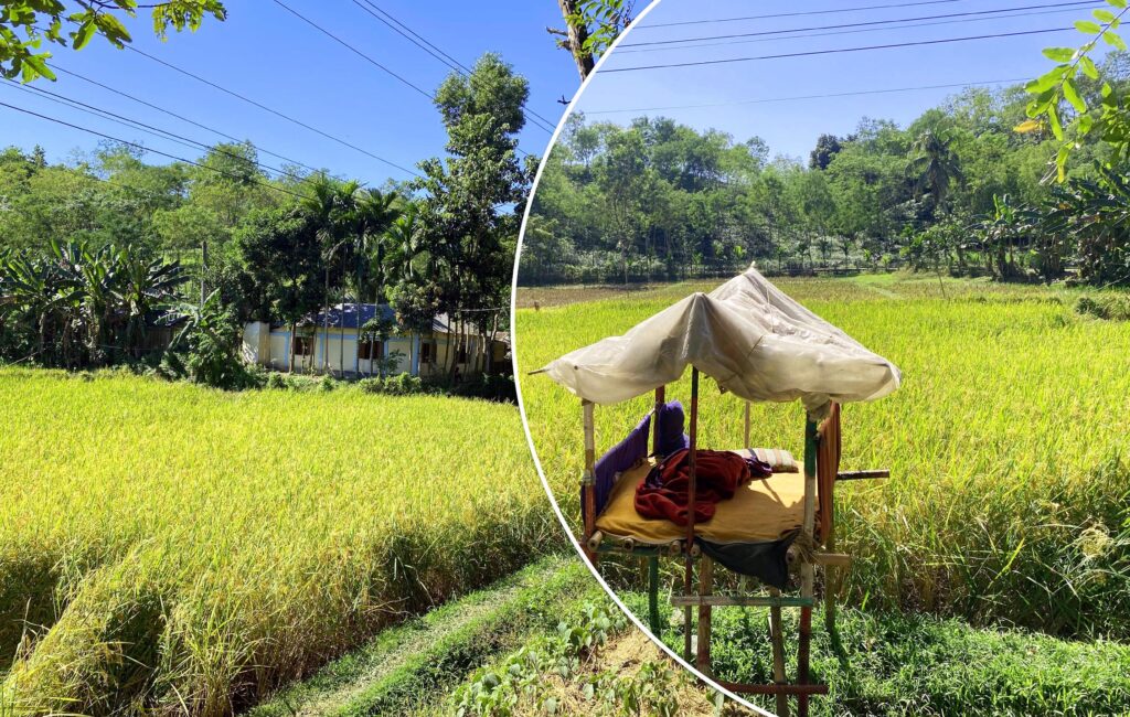 বন্যপ্রাণীর তাণ্ডব! ফসল বাঁচাতে মাঠেই রাত কাটাচ্ছেন কমলগঞ্জের কৃষকরা