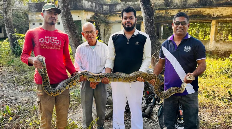 শ্রীমঙ্গলে লোকালয় থেকে অজগর সাপ উদ্ধার