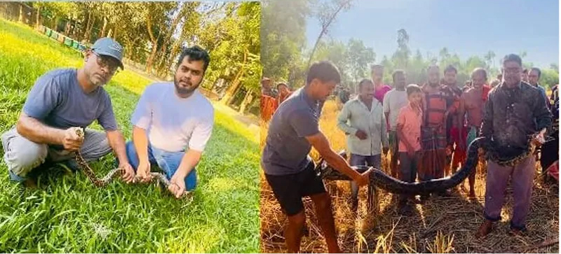 শ্রীমঙ্গলে একই দিনে লোকালয় থেকে ২টি অজগর উদ্ধার