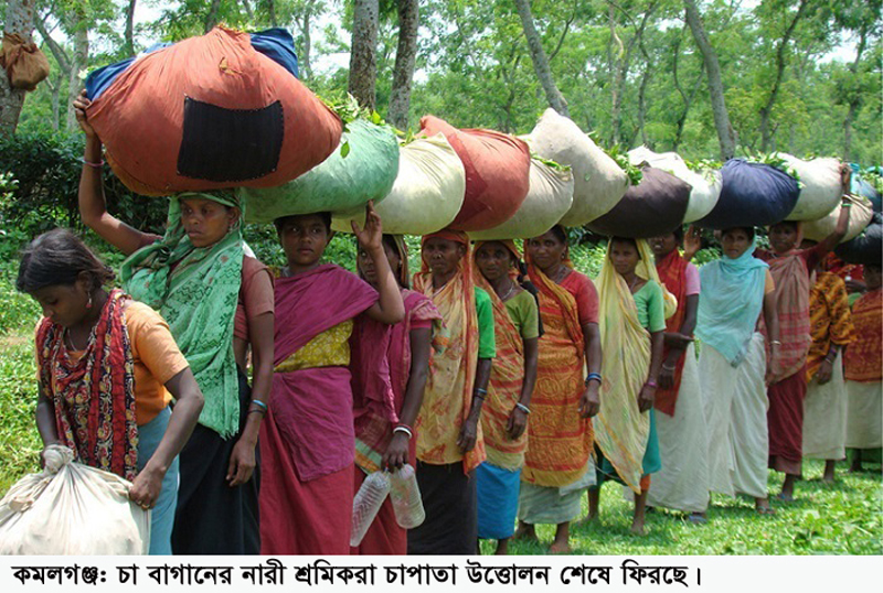 চা-শ্রমিকদের স্বার্থ উপেক্ষিত হয়েছে ঘোষিত শ্রম অধ্যাদেশে-চা শ্রমিক সংঘ
