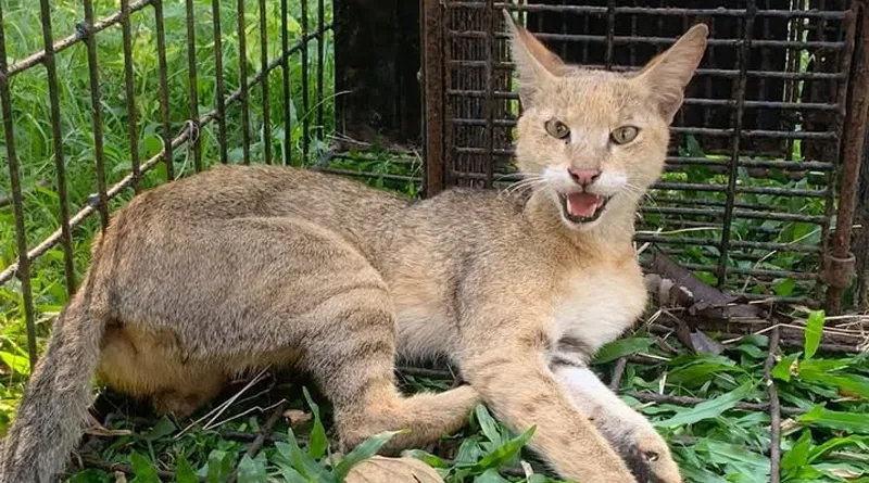 শ্রীমঙ্গলে আহত বনবিড়াল উদ্ধার