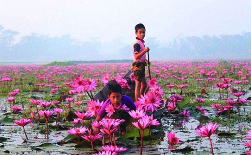 মুগ্ধতা ছড়াচ্ছে হাইল হাওরের শাপলা বিল