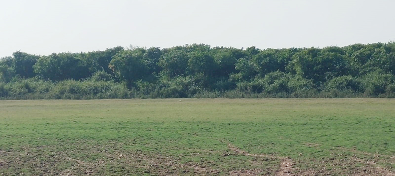 পুরনো রূপে ফিরছে হাকালুকি হাওর!