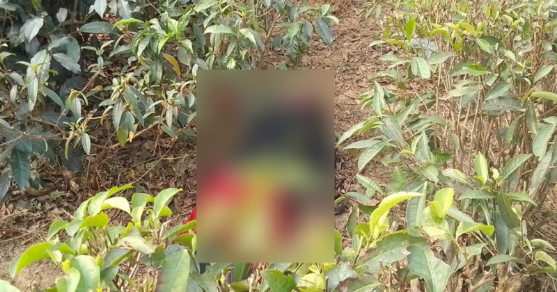কমলগঞ্জে চা শ্রমিকের গলা কাটা লাশ উদ্ধার