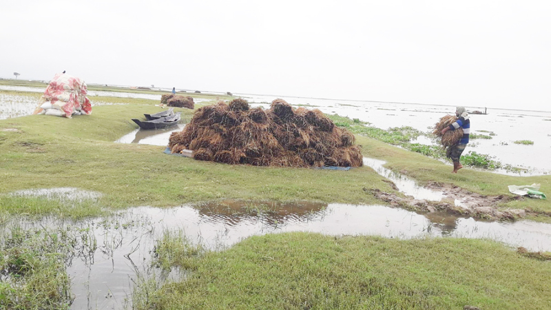 মৌলভীবাজারে টানা বৃষ্টি ও পাহাড়ি ঢলে নিমজ্জিত বোরো ধান