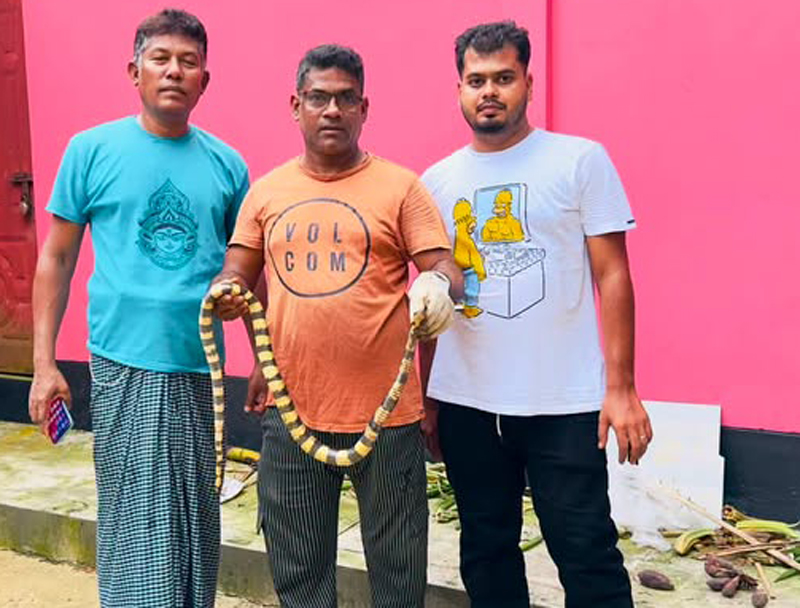 শ্রীমঙ্গলে বিষধর শঙ্খিনী সাপ উদ্ধার