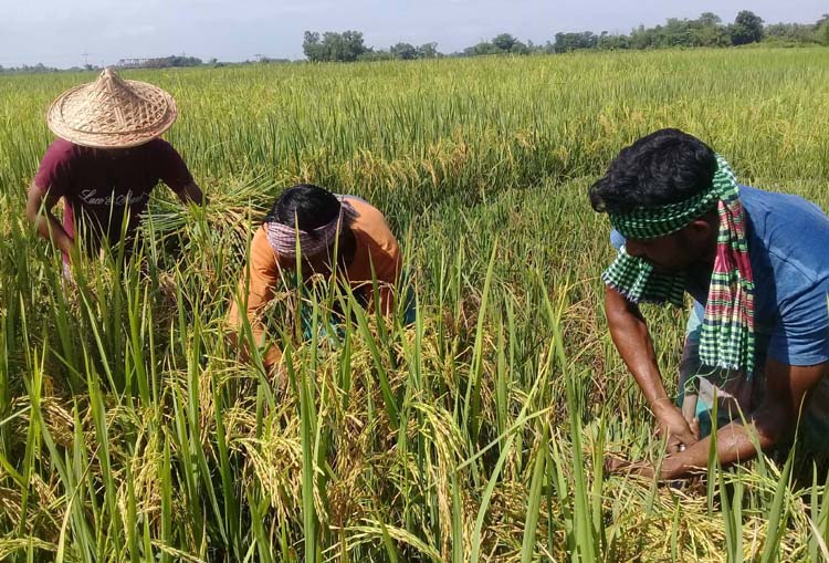 জিন বিজ্ঞানী ড. আবেদ চৌধুরীর উদ্ভাবিত আমন ধানের ফলন সংগ্রহ