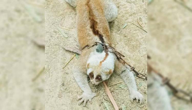 কুলাউড়ায় লজ্জাবতী বানর উদ্ধার