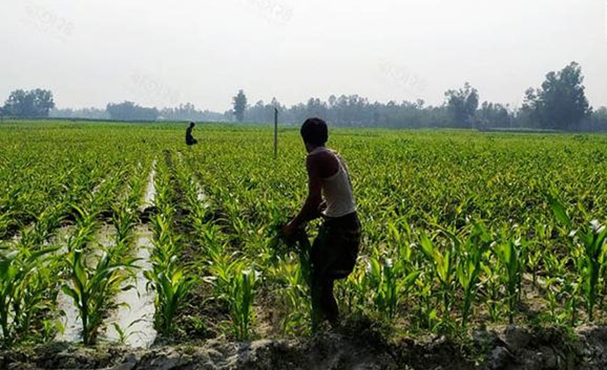 জ্বালানি সঙ্কটে আমন উৎপাদন ব্যাহত হওয়ার শঙ্কা তীব্র হচ্ছে