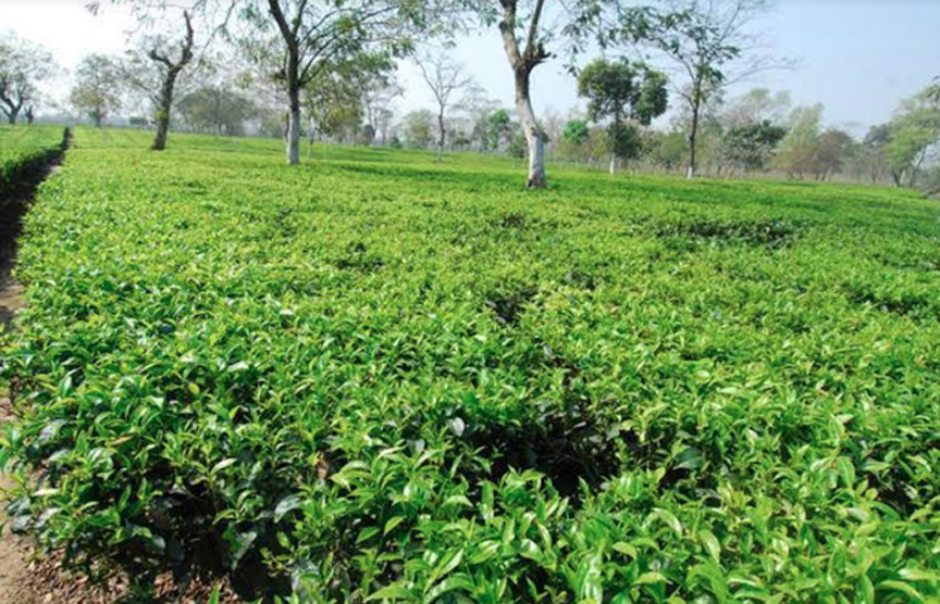 মৌলভীবাজারে ১০-১২ ঘন্টা লোডশেডিং, ৯৩টি চা বাগানের কারখানাগুলোতে অচলাবস্থা