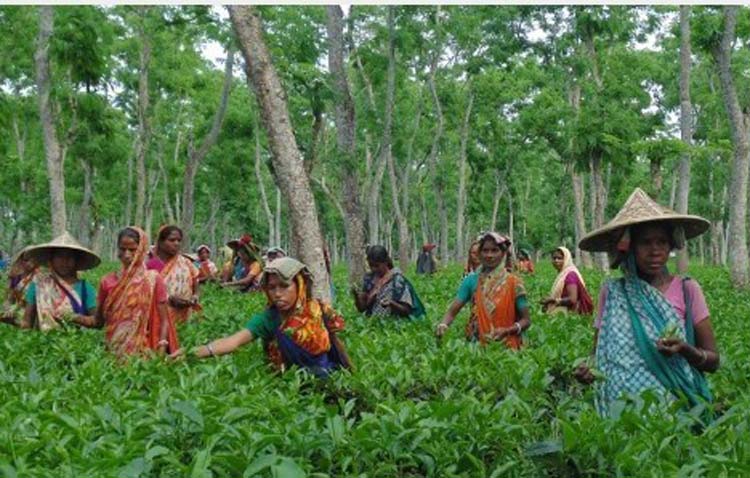 ১৭০ টাকা মজুরি মেনে নিল চা শ্রমিকরা-কাল থেকে কাজে যোগ