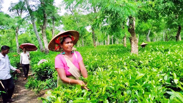 প্রধানমন্ত্রীর ঘোষনায় ১৯ দিন পর কাজে ১৭০ টা মজুরিতে ফিরেছেন চা শ্রমিকরা