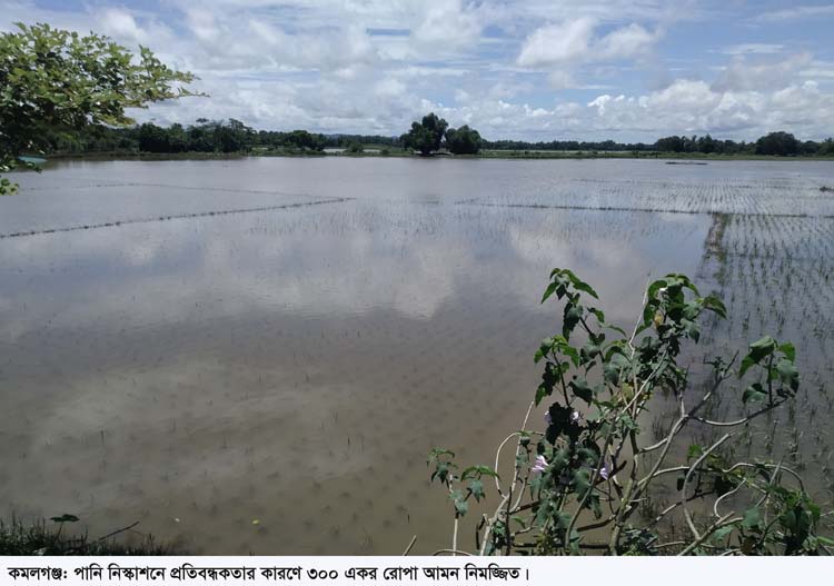 পানি নিষ্কাশনে প্রতিবন্ধকতার কারণে কমলগঞ্জে ৩০০ একর আমন পচে বিনষ্ট