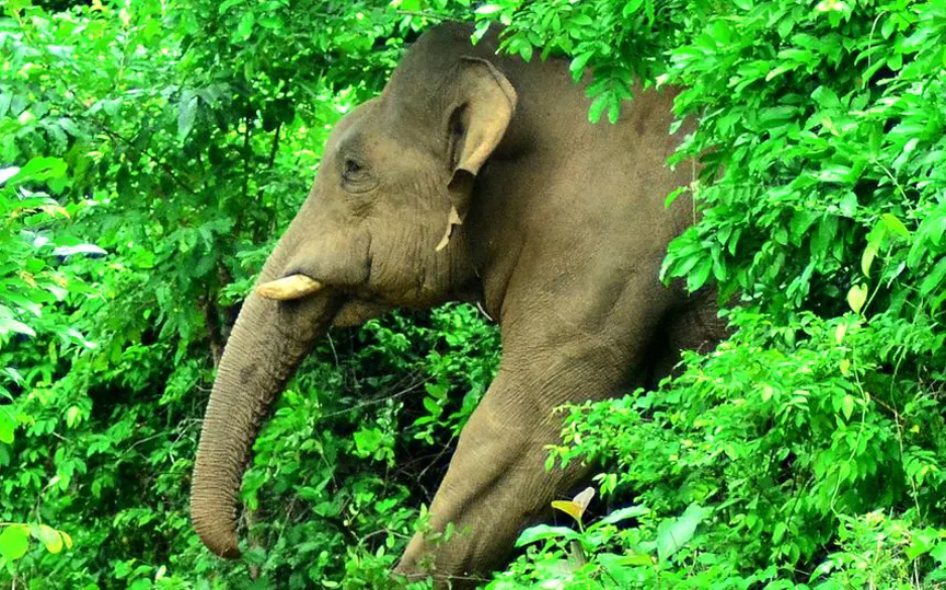 হাতির আক্রমণে চা শ্রমিক নিহত