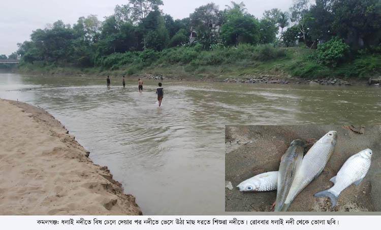 ধলাই নদীতে বিষ ঢেলে মাছ নিধন; ধ্বংস হচ্ছে মাছের প্রজনন ও জলজ প্রাণী