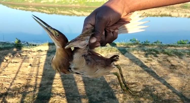 হাকালুকি হাওর থেকে পাখিসহ শিকারি আটক: মুচলেকায় মুক্ত