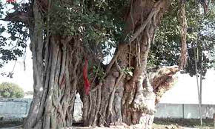 কমলগঞ্জে মাজারের বটগাছ থেকে ঝুলন্ত অজ্ঞাত ব্যক্তির লাশ উদ্ধার