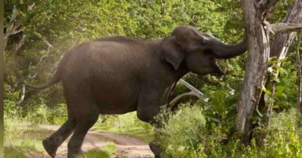 বুনো হাতির আক্রমণে নিহত ২, আহত ১