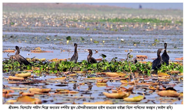 শ্রীমঙ্গলের পর্যটকদের দর্শনীয় স্থান বাইক্কা বিল সংস্কারের জন্য ৯দিন বন্ধ