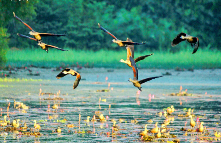 খুলনায় অভিনব পন্থায় অতিথি পাখি শিকার
