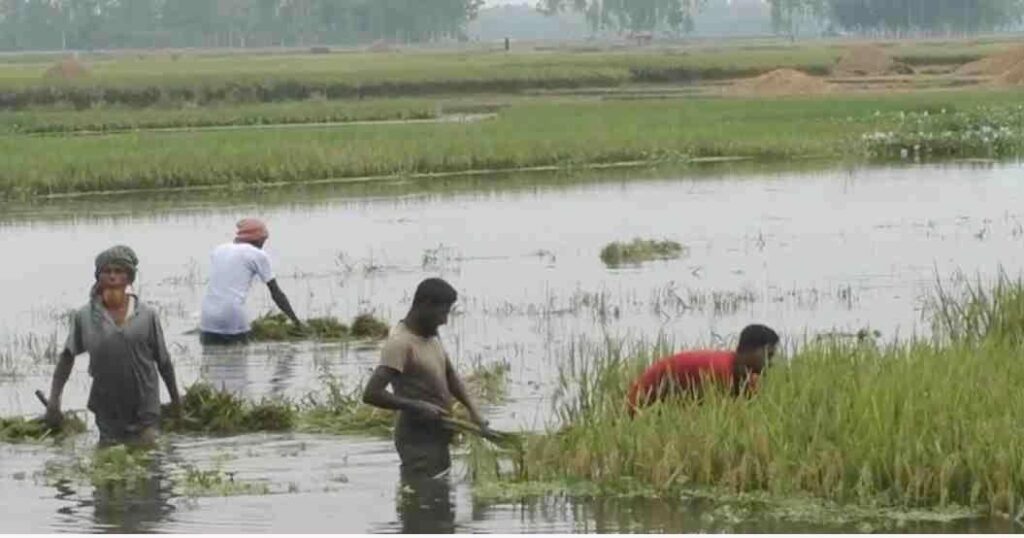 বোরোর উৎপাদন বাড়াতে ১৭০ কোটি টাকার প্রণোদনা