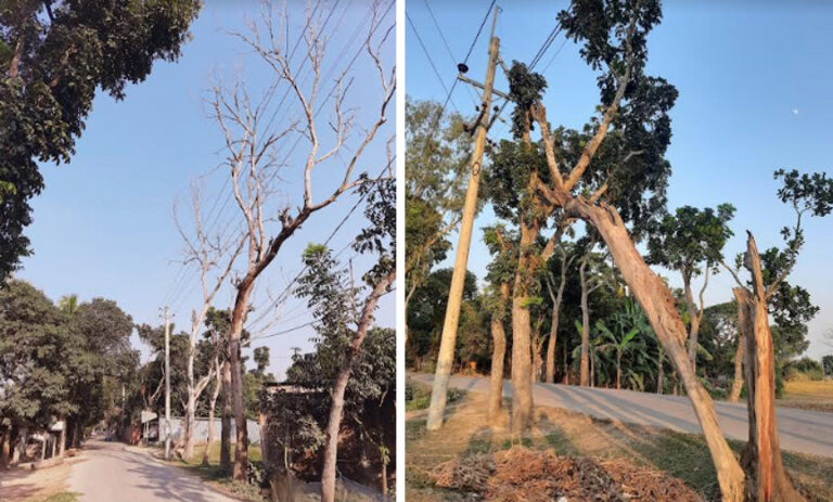 টেন্ডার বিলম্বতায় ঈশ্বরগঞ্জে বন বিভাগের ৪৫ লক্ষ টাকার গাছ ক্ষতিগ্রস্ত, রাজস্ব হারাচ্ছে সরকার