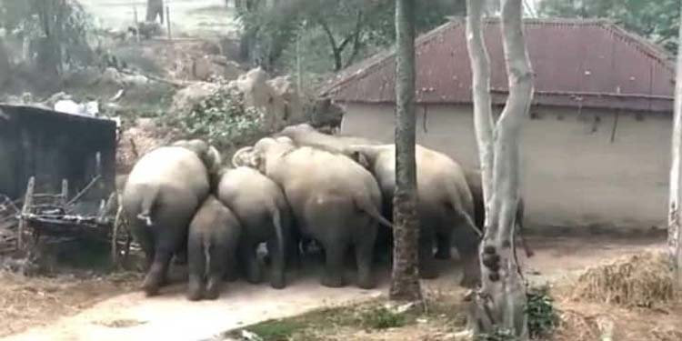 জুড়ী ও বড়লেখায় বন্য হাতির উপদ্রব বৃদ্ধি