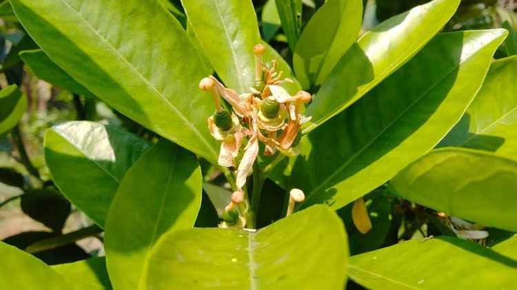হতাশ কমলা চাষীরা  পানির তীব্র সংকটে ঝরে যাচ্ছে ফুল!
