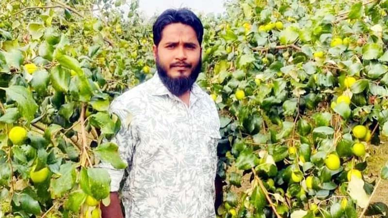 কমলগঞ্জে বরই চাষে আজাদুর রহমানের সাফল্য