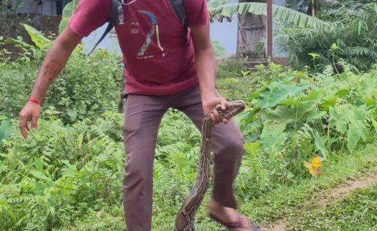কমলগঞ্জে চা বাগান থেকে অজগর উদ্ধার : পরে লাউয়াছড়া বনে অবমুক্ত