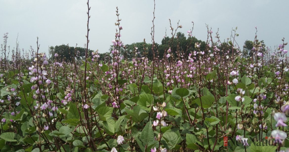 যশোরে ৪৩২৩ হেক্টর জমিতে আগাম শীতকালীন সবজি চাষ
