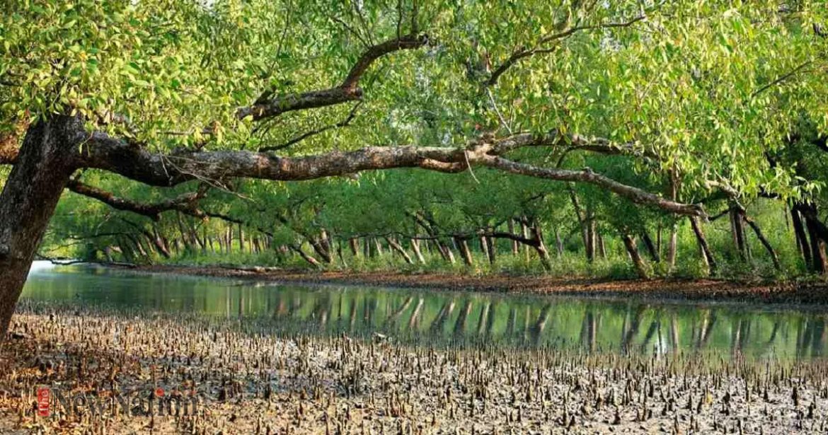 ৩ মাস পর পর্যটকদের জন্য উন্মুক্ত হলো সুন্দরবন